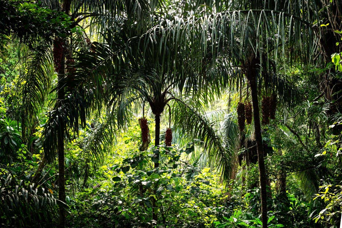 Un bosque tropical denso entre ramas, arbustos y árboles en primer plano