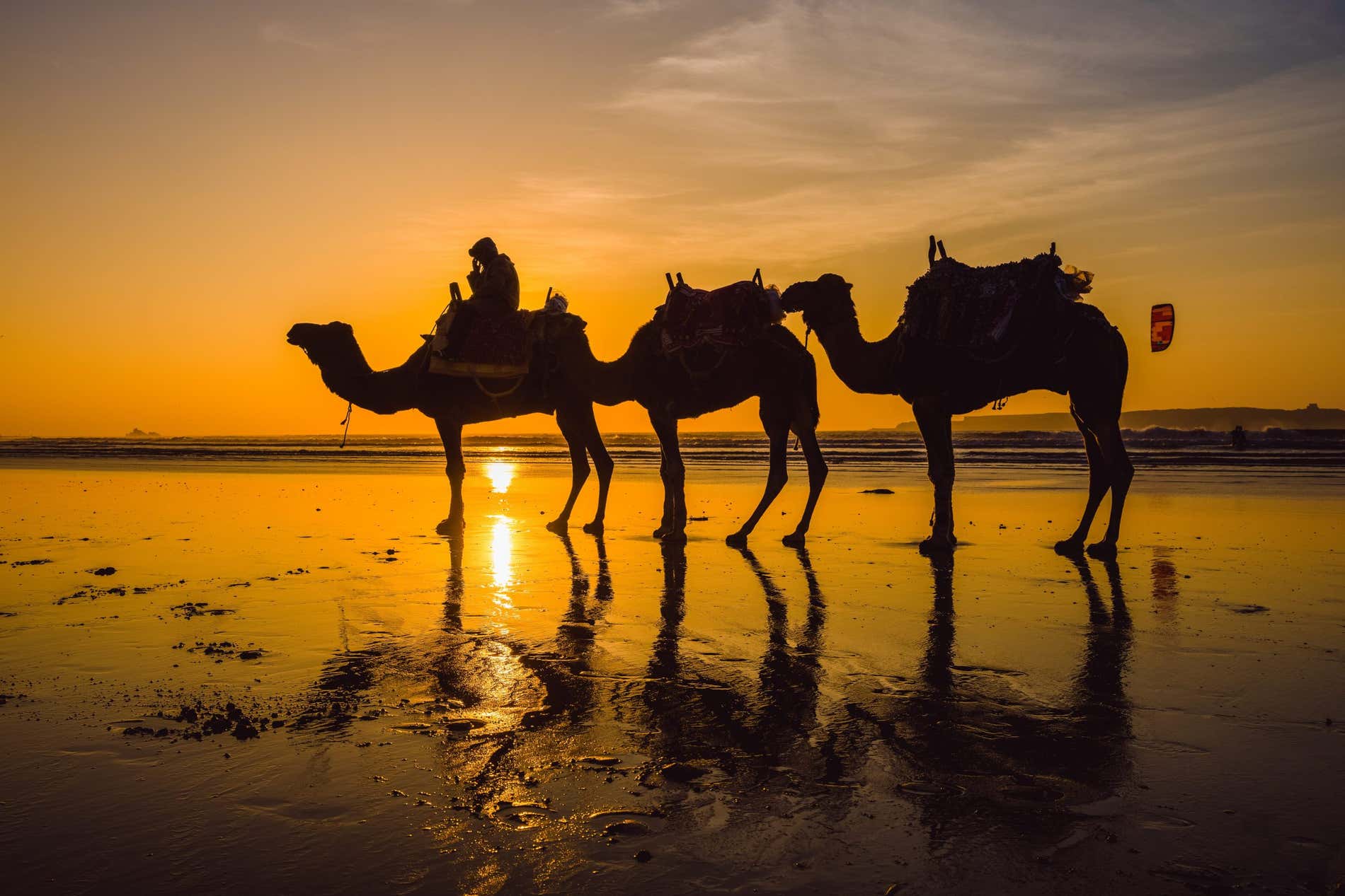 Camellos al atardecer en una playa en Agadir
