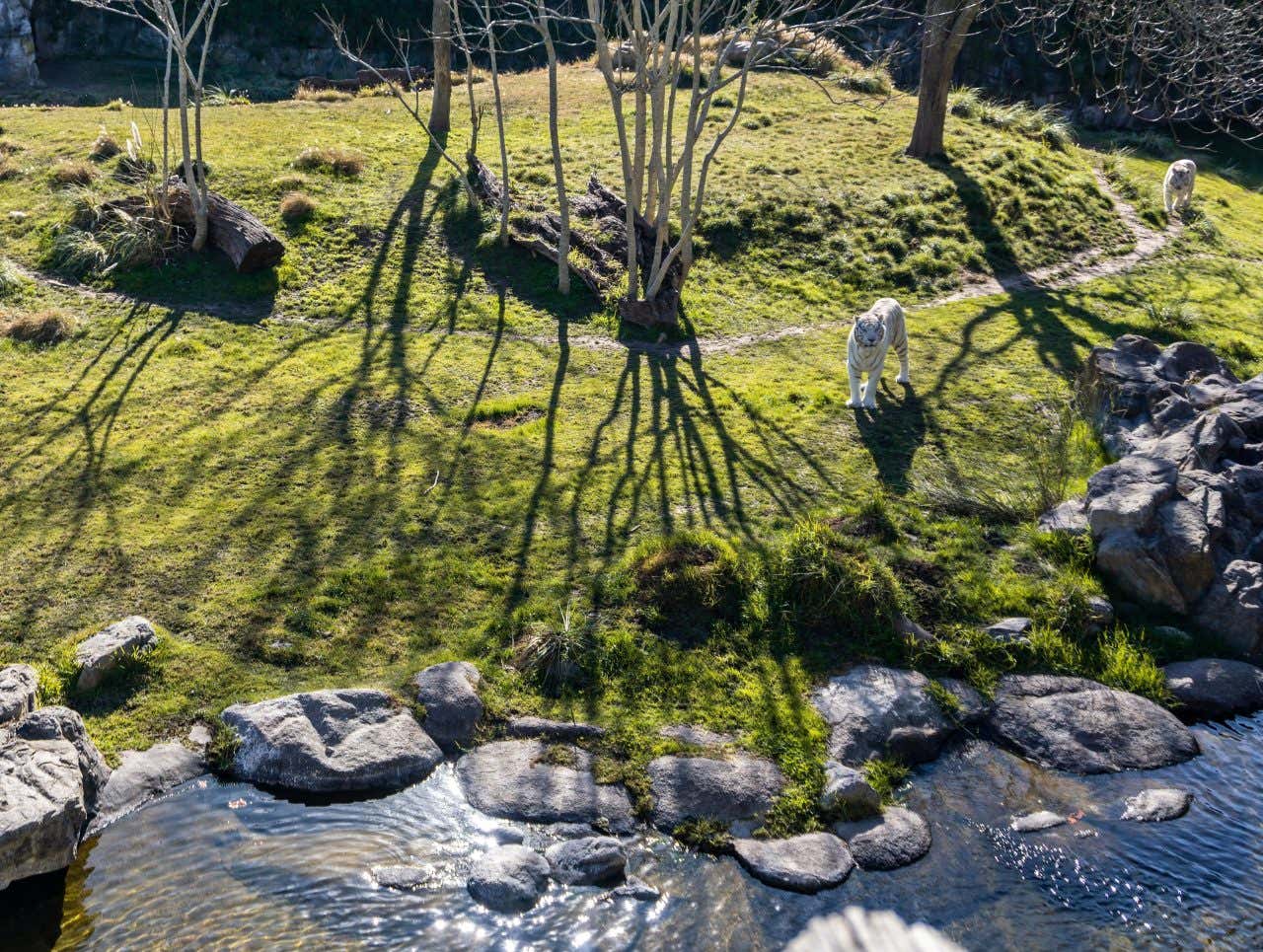 2 tigers seen from abbove at the Temaiken Biopark with a river flowing down below.