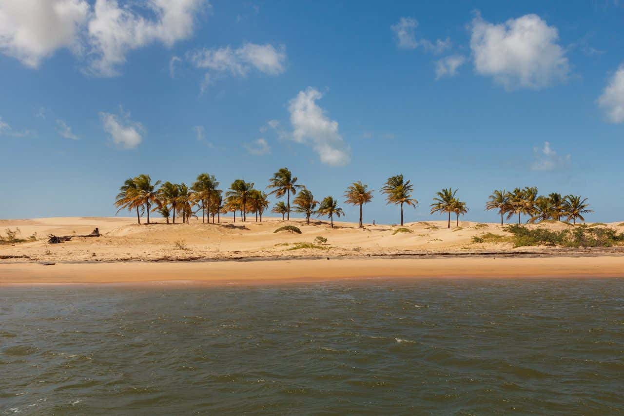 Panorâmica do rio São Francisco com areia dourada e coqueiros ao fundo em um dia ensolarado