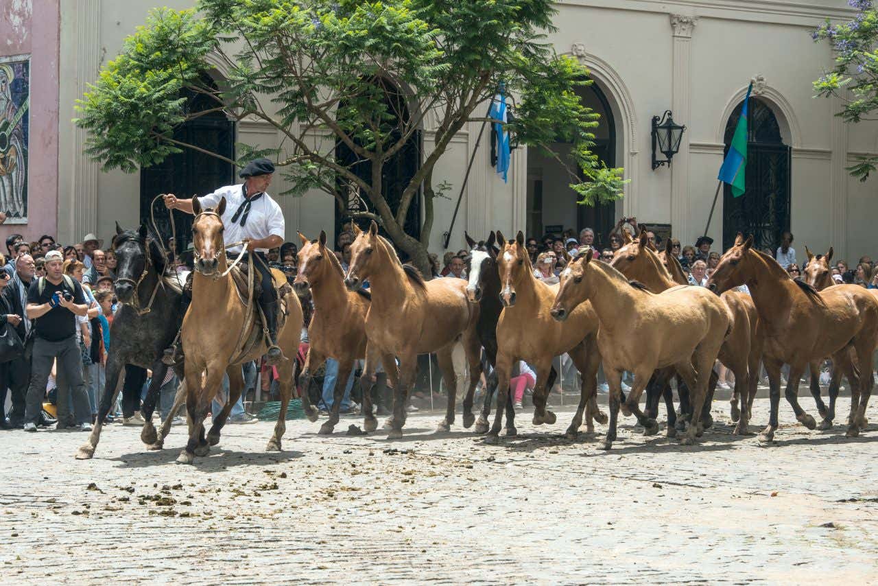 A 'Guacho' herding horses in town as people watch on.