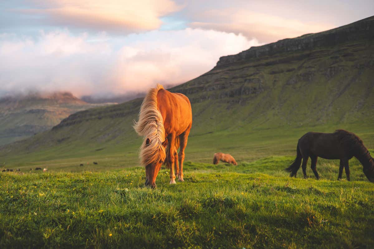 Un par de caballos pastando en mitad de una gran llanura verde en un día nublado