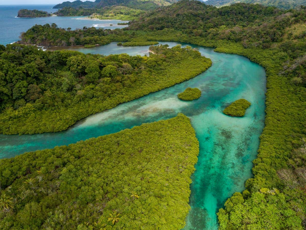 Unos canales naturales entre varios manglares en vista aérea