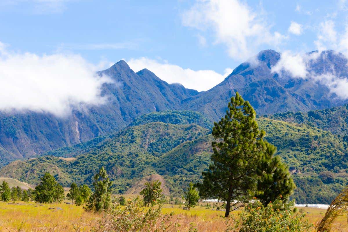Un valle con densa vegetación en un día soleado