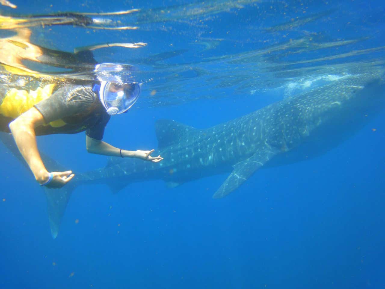 Una mujer nadando en el mar junto a un tiburón ballena