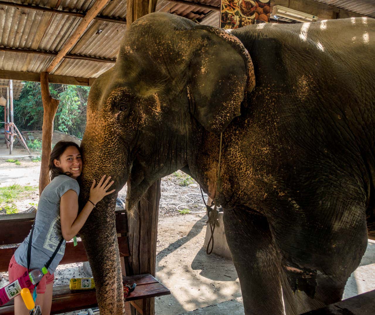 Una mujer abrazando a un elefante en una reserva