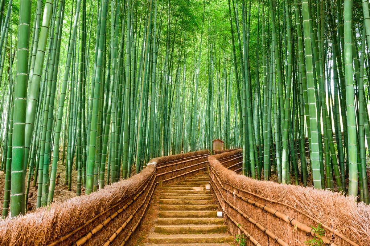 Un conjunto de esclones en mtiad de un extenso bosque de bambú en Japón