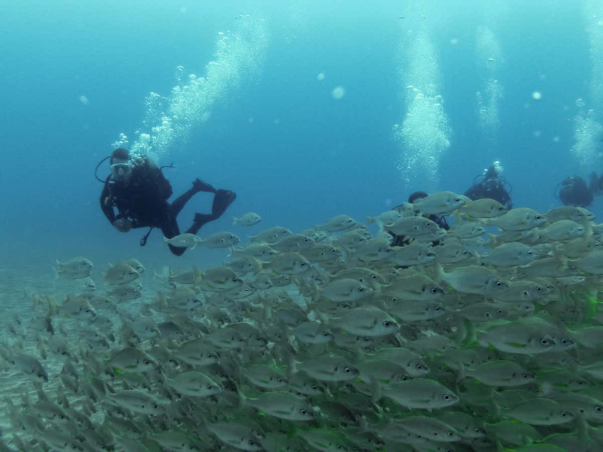 Varias personas realizando buceo rodeados de peces en aguas del Atlántico, en la Restinga