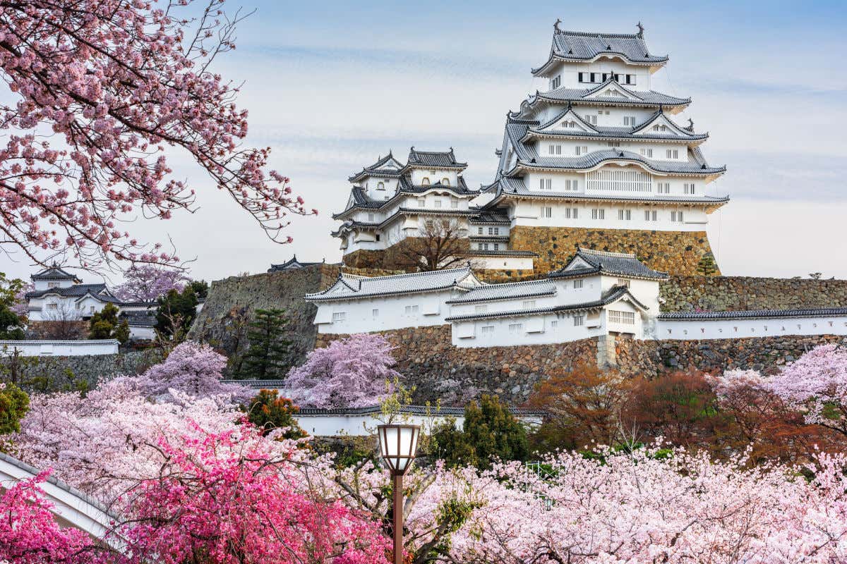 El castillo de Himeji con su fachada blanca y tejados negros rodeados de cerezos en flor