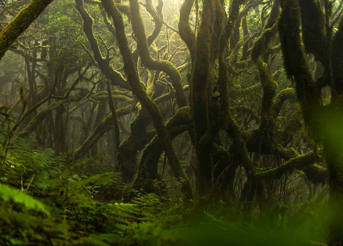 Vista panorámica del bosque de laurisilva en el Parque Nacional de Garajonay, perfecto para una ruta de senderismo por La Gomera