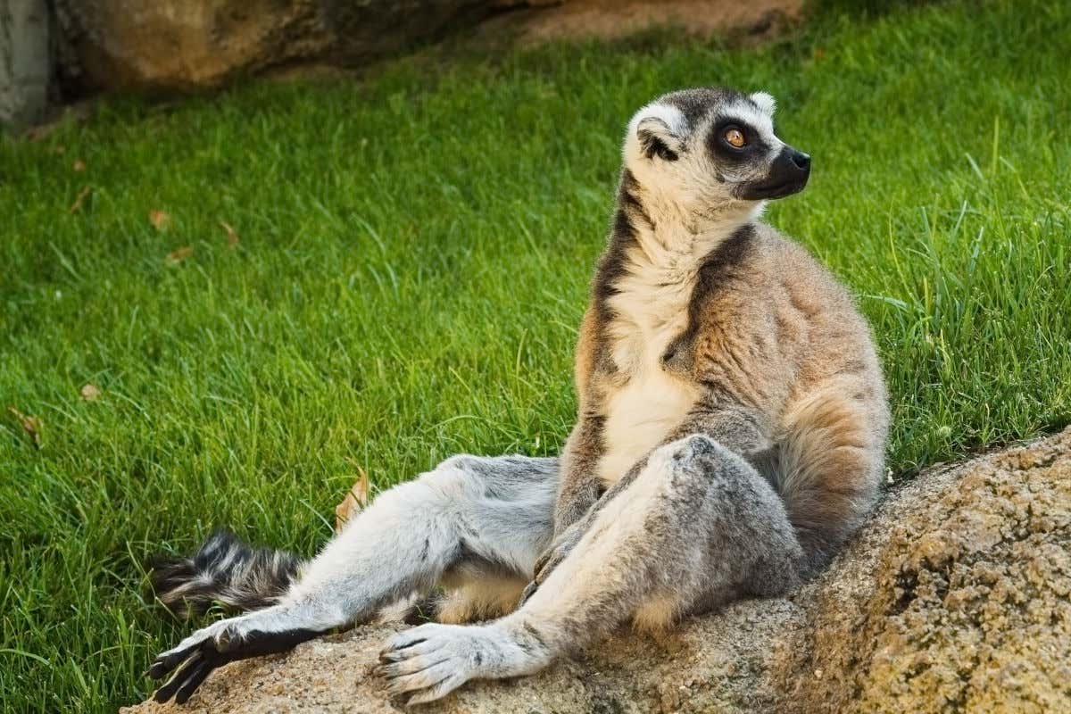 Un lémur sentado en una roca y contemplando qué ocurre a su izquierda