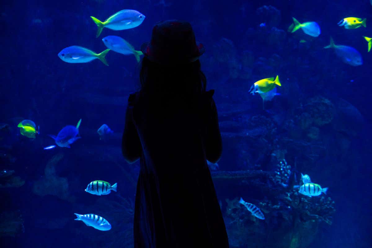 Una niña de espaldas a la cámara contemplando a varios peces nadando el acuario del Oceanogràfic de Valencia