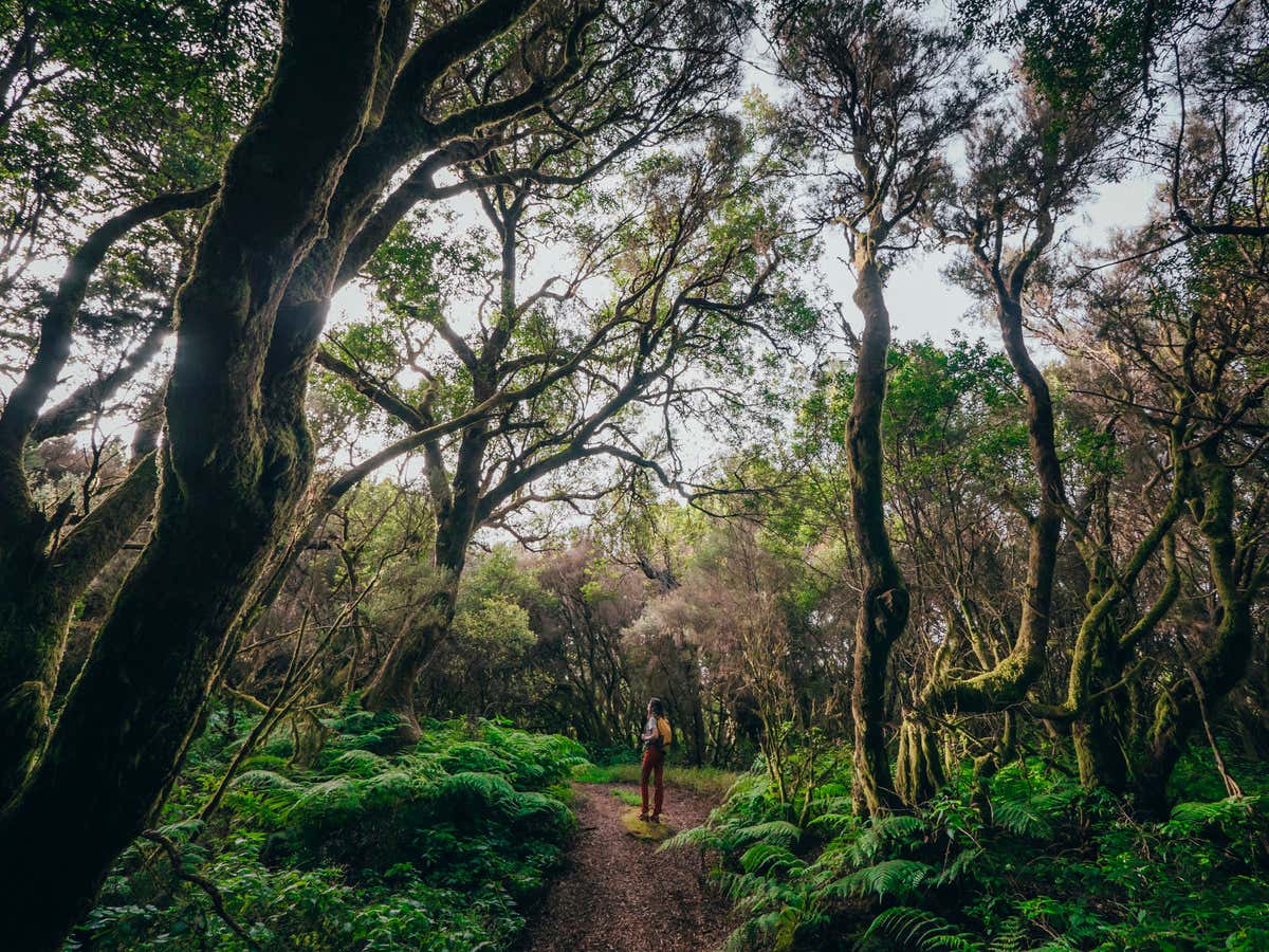 Paisajes repletos de vegetación de laurisilva en el Sendero de La Llanía, una de las rutas que hacer en El Hierro