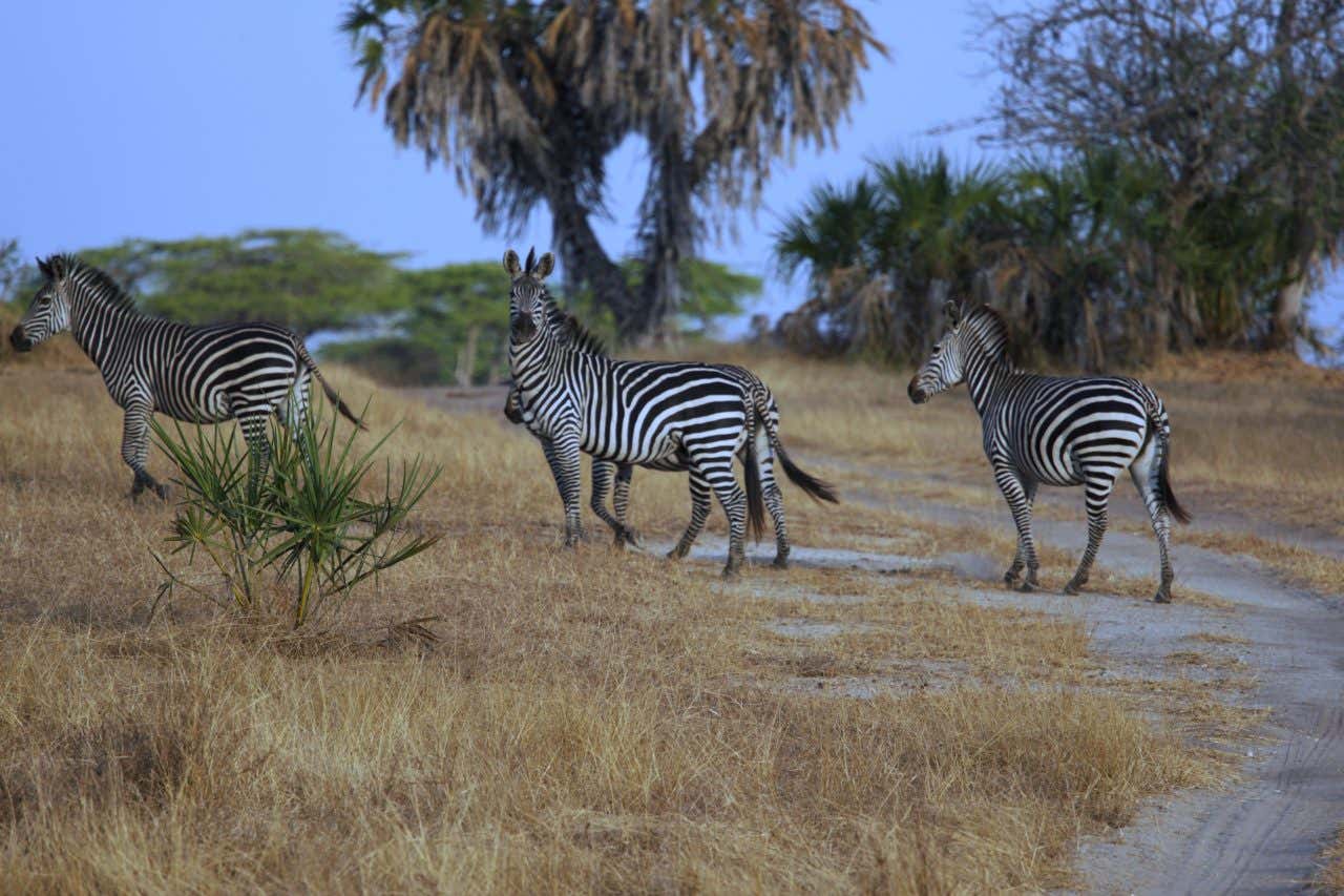 Zèbres dans le Parc national de Selous