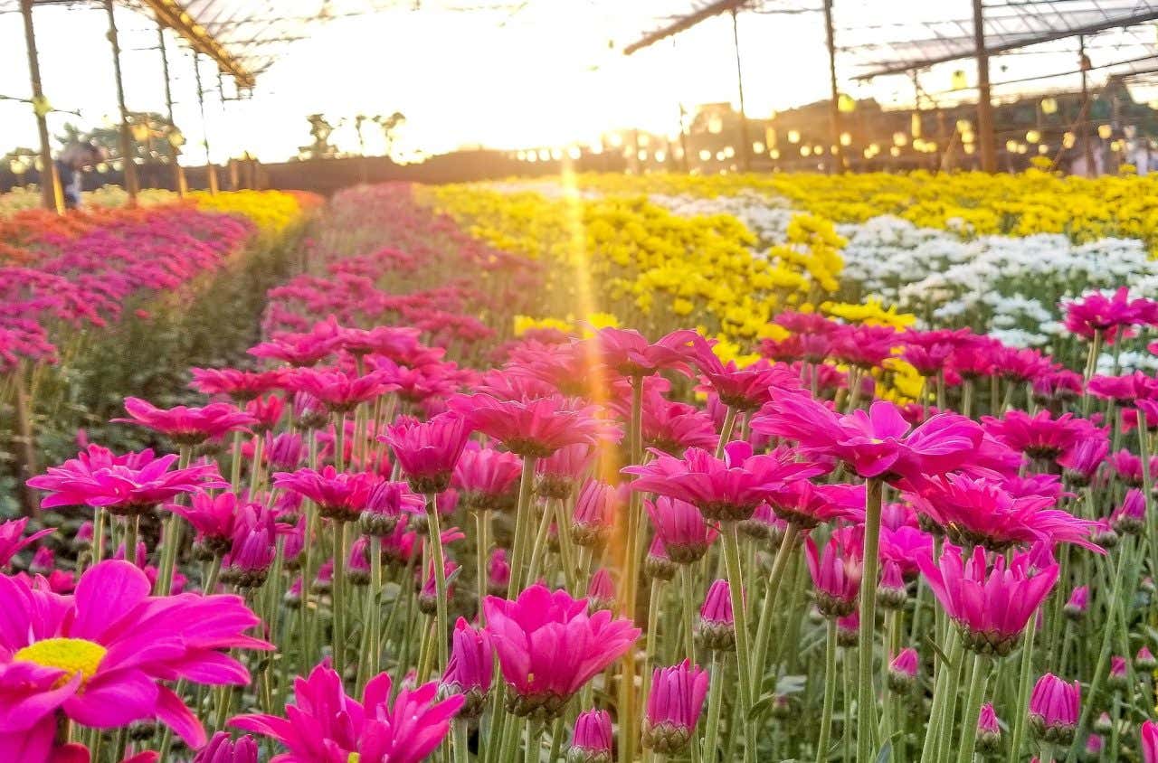 Campo de flores com espécies rosas, amarelas e brancas