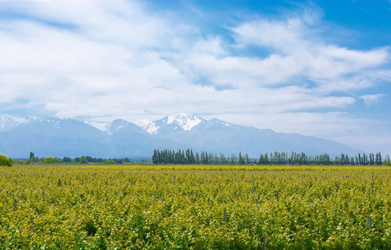 Bela paisagem de vinhedos com montanhas cobertas de neve ao fundo