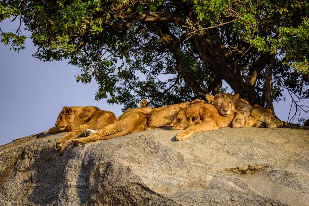 Lions du Serengeti faisant la sieste sur un rocher sous un arbre
