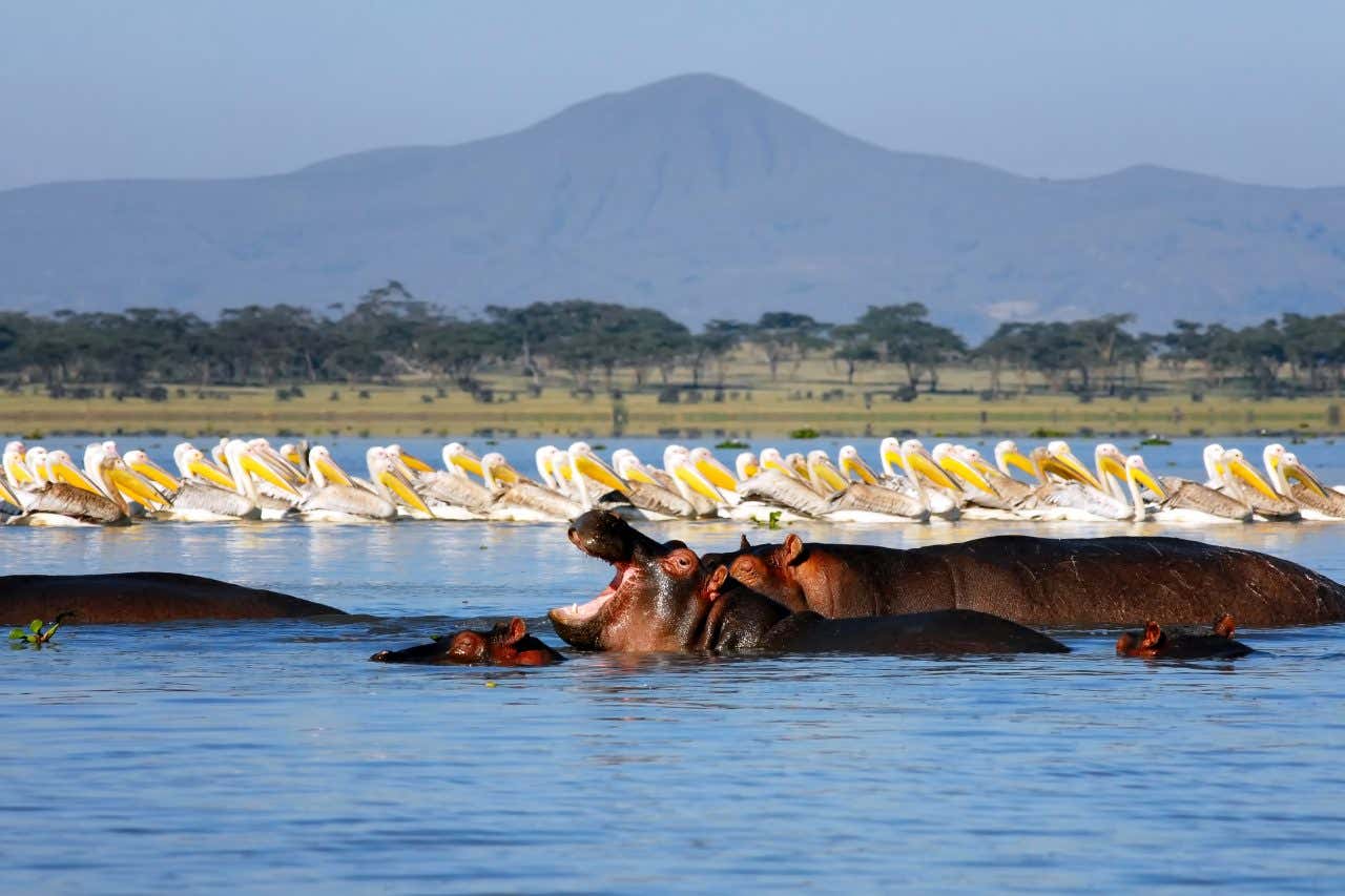Hippopotames et pélicans dans le lac Naivasha