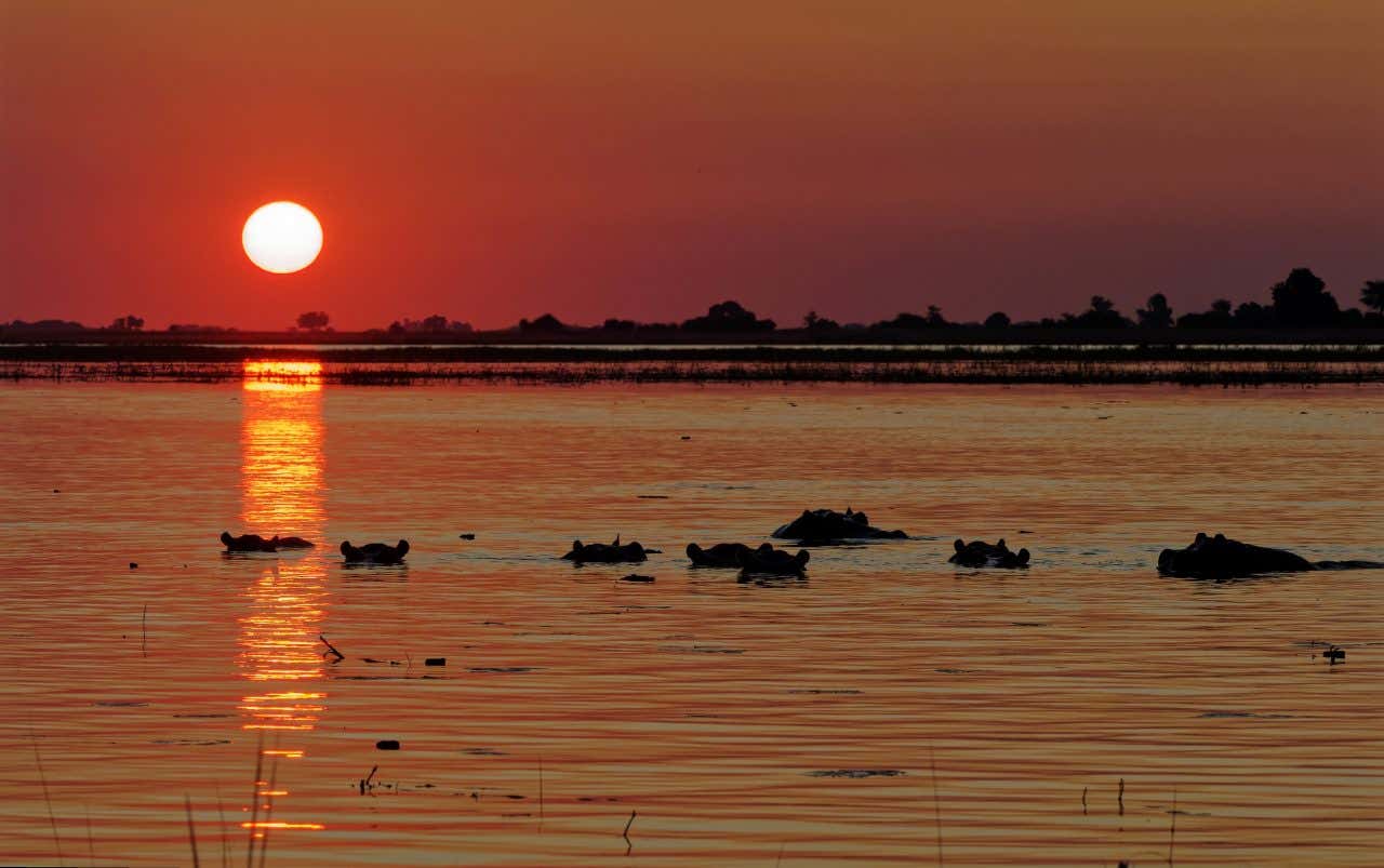Hippopotames dans l'eau au coucher du soleil