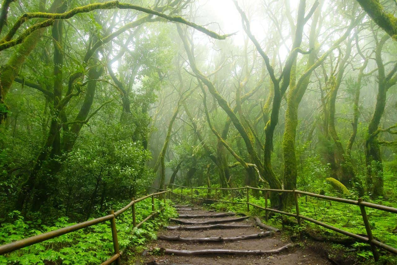 A misty trail with mossy trees in the Garajonay National Park, in La Gomera.