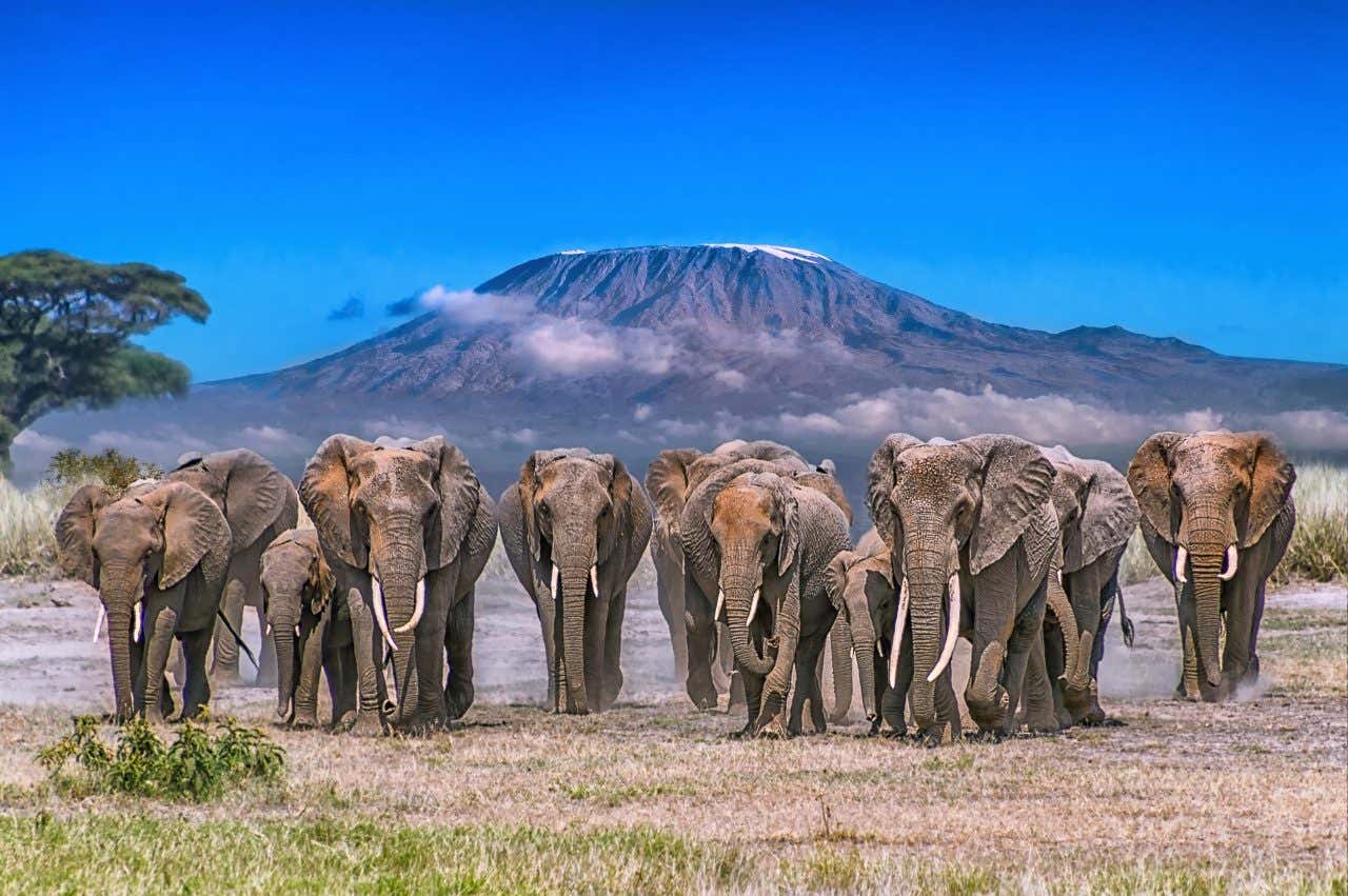 Éléphants à Amboseli avec le Kilimandjaro en arrière-plan