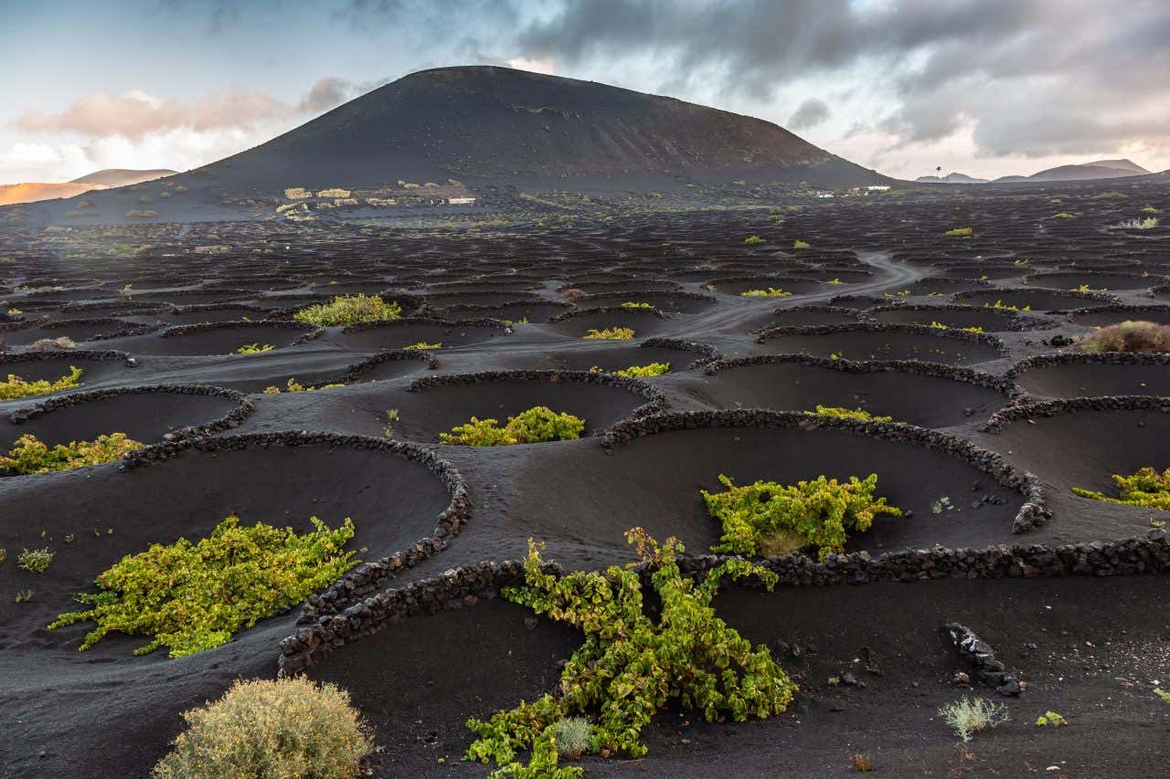 Wine grown in volcanic ash, sheltered from the wind by semicircular stone walls in La Geria, Lanzarote.