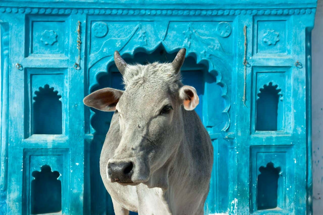 Mucca sacra indiana bianca davanti a una tipica casa indiana a Orchha, Madhya Pradesh, in India, dal colore turchese che contrasta con il bianco del manto dell'animale in primo piano
