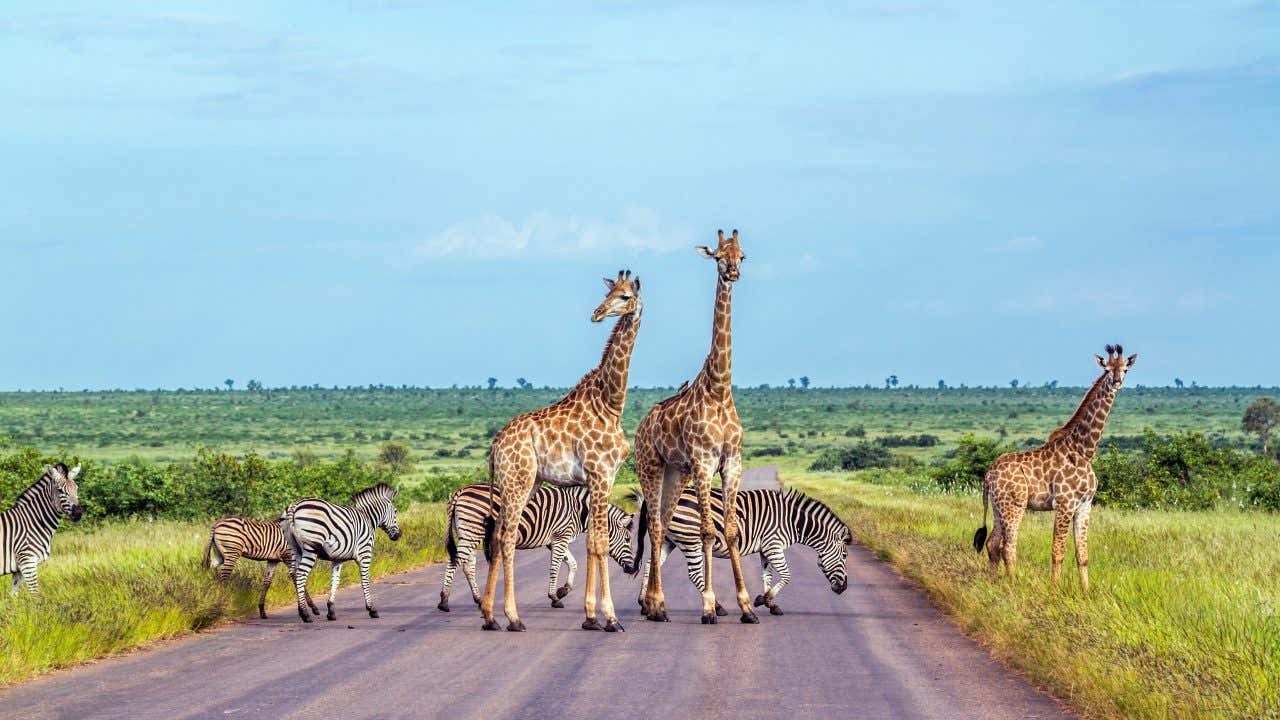 Zèbres et girafes sur une route dans le Parc national Kruger