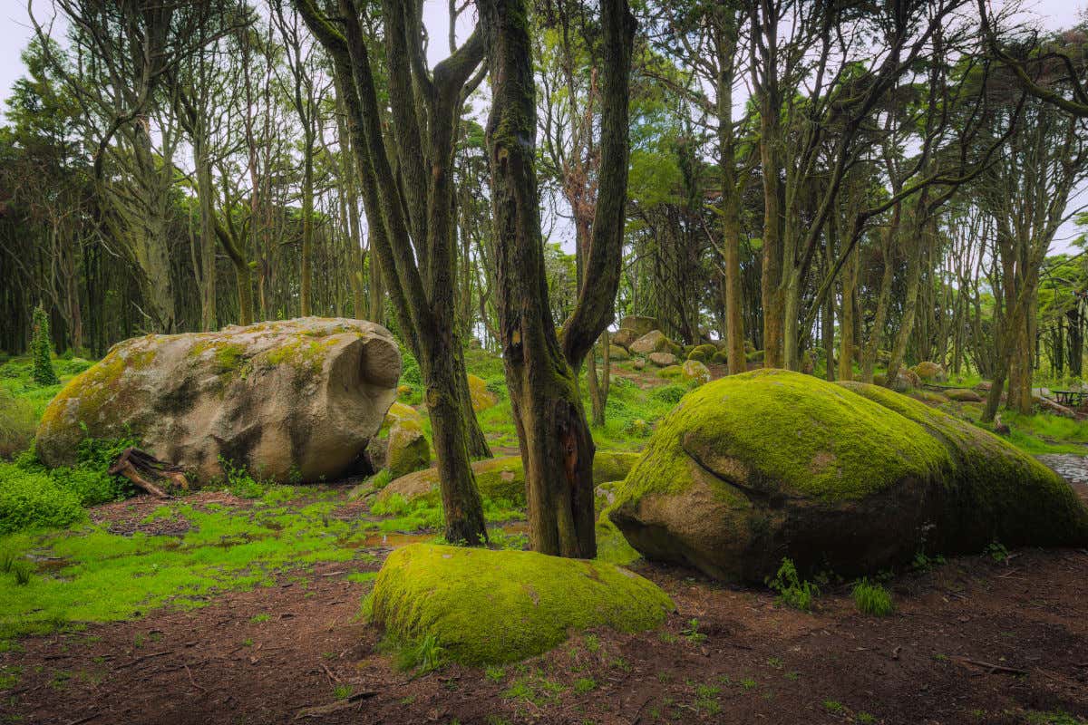 Varios árboles y rocas con musgo en mitad de un bosque de Sintra