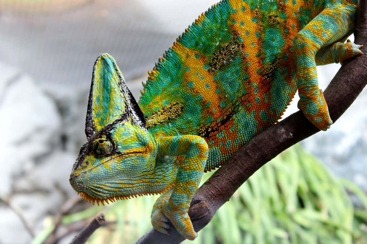 Un camaleón de vivos colores sujetándose a una rama de un árbol