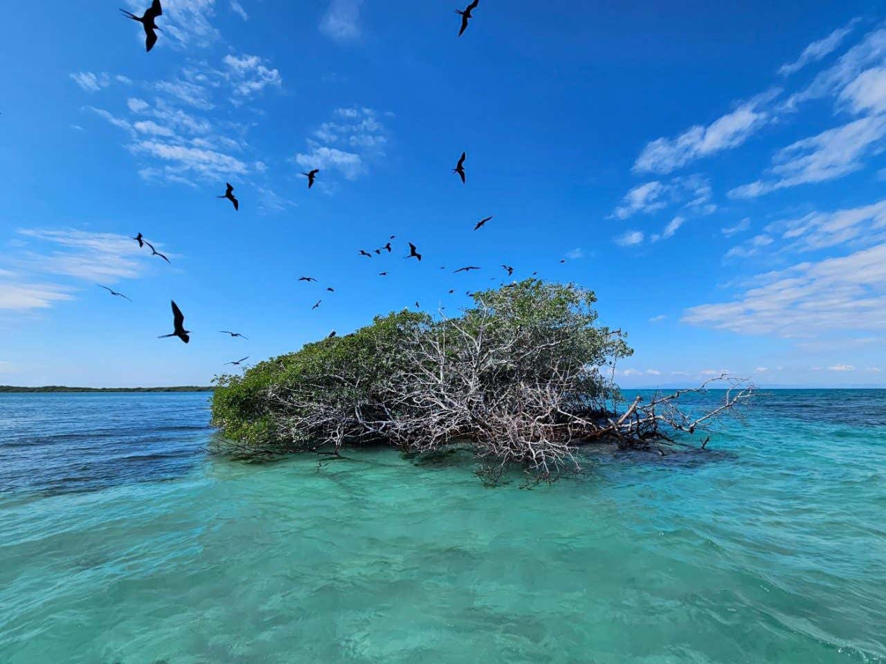 Unos manglares en medio del mar donde se ven unas aves volar