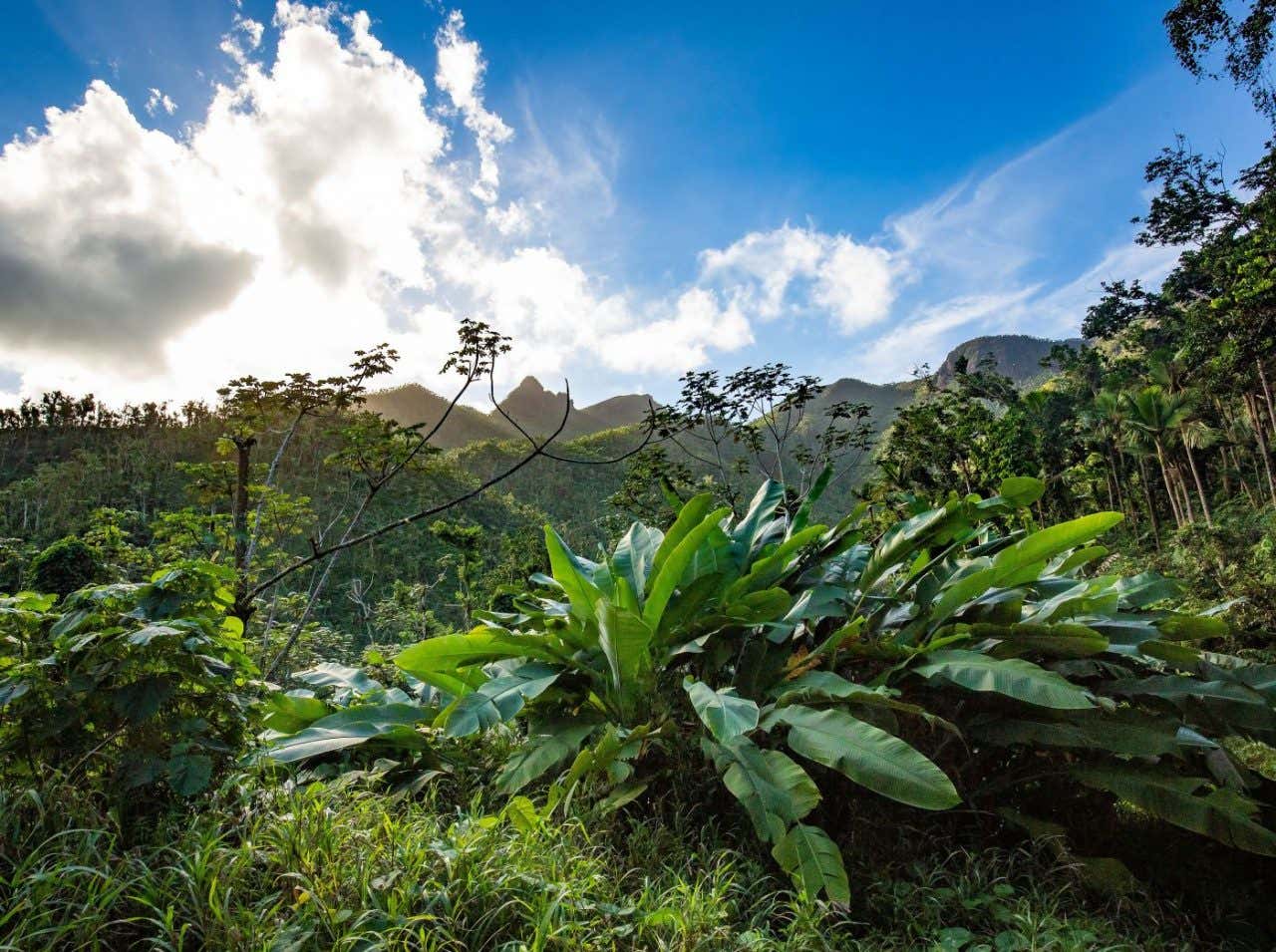 Una vista a un dosel de un bosque tropical