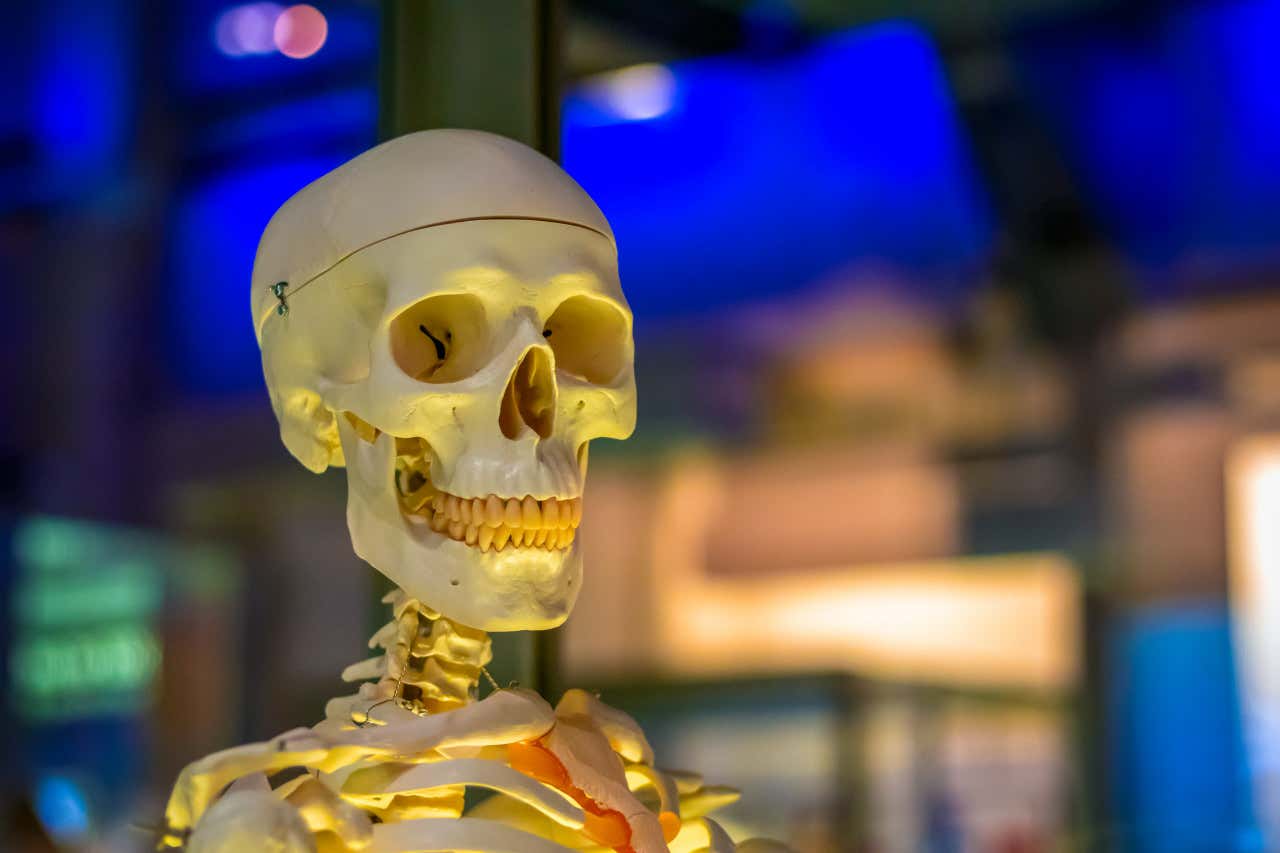 Primer plano de un modelo de esqueleto humano