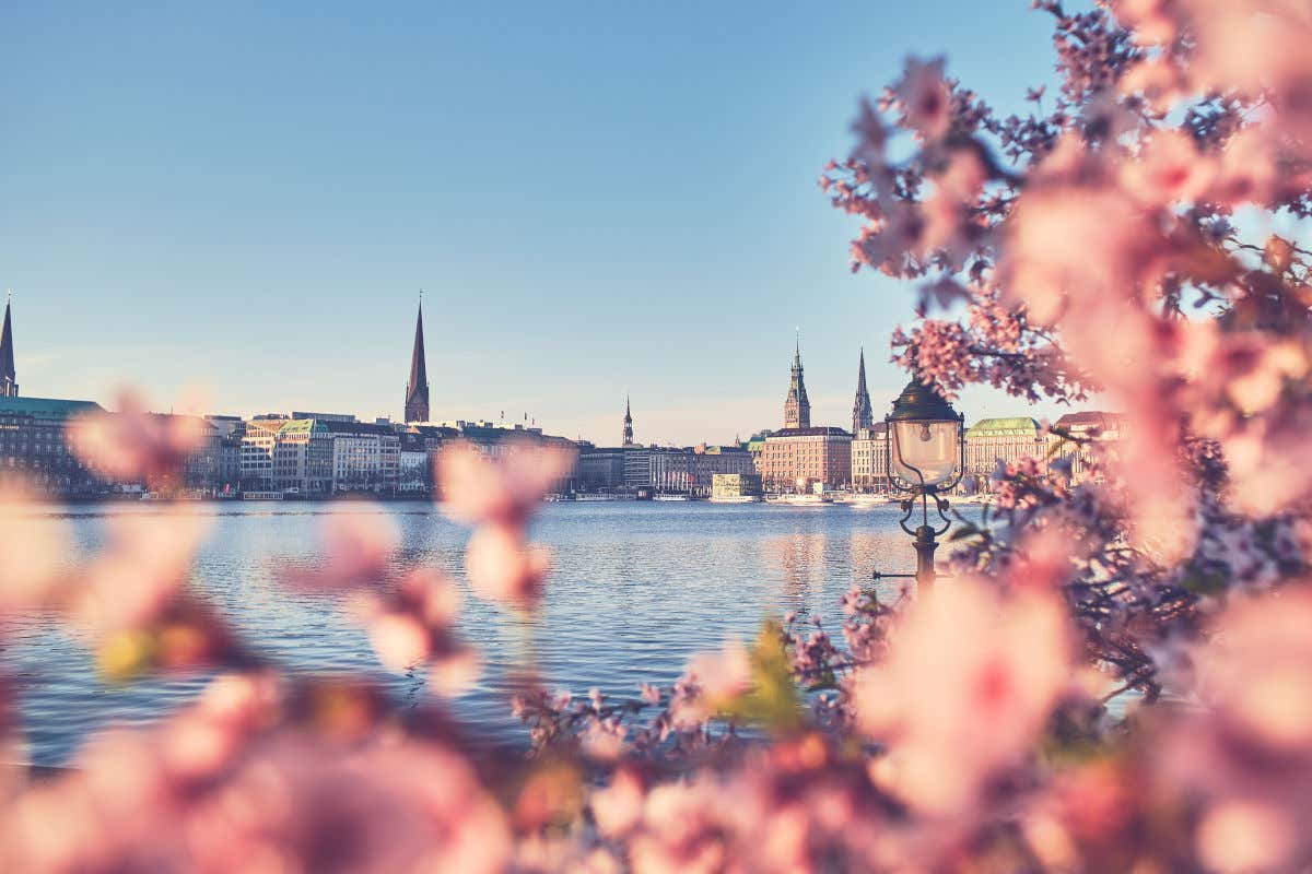 Un conjunto de flores de cerezo junto al lago Alster y con vistas a las torres y edificios de Hamburgo
