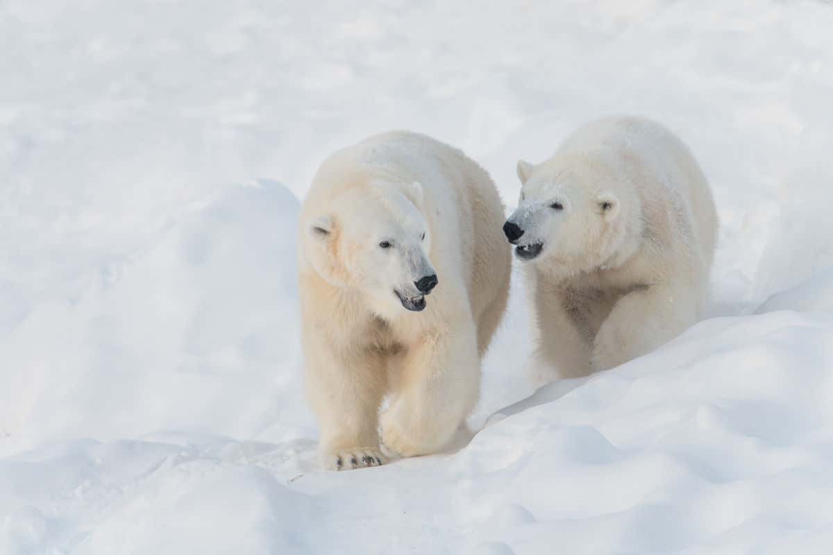 Una pareja de osos polares caminando en mitad de la nieve