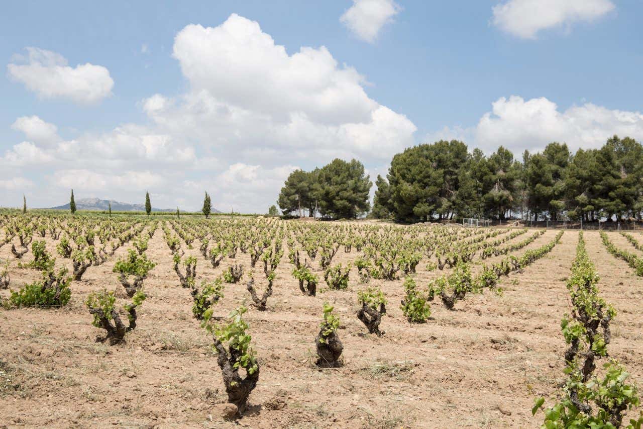 Plantação recente de vinhedos em Fontanars dels Alforins, com pequenas videiras