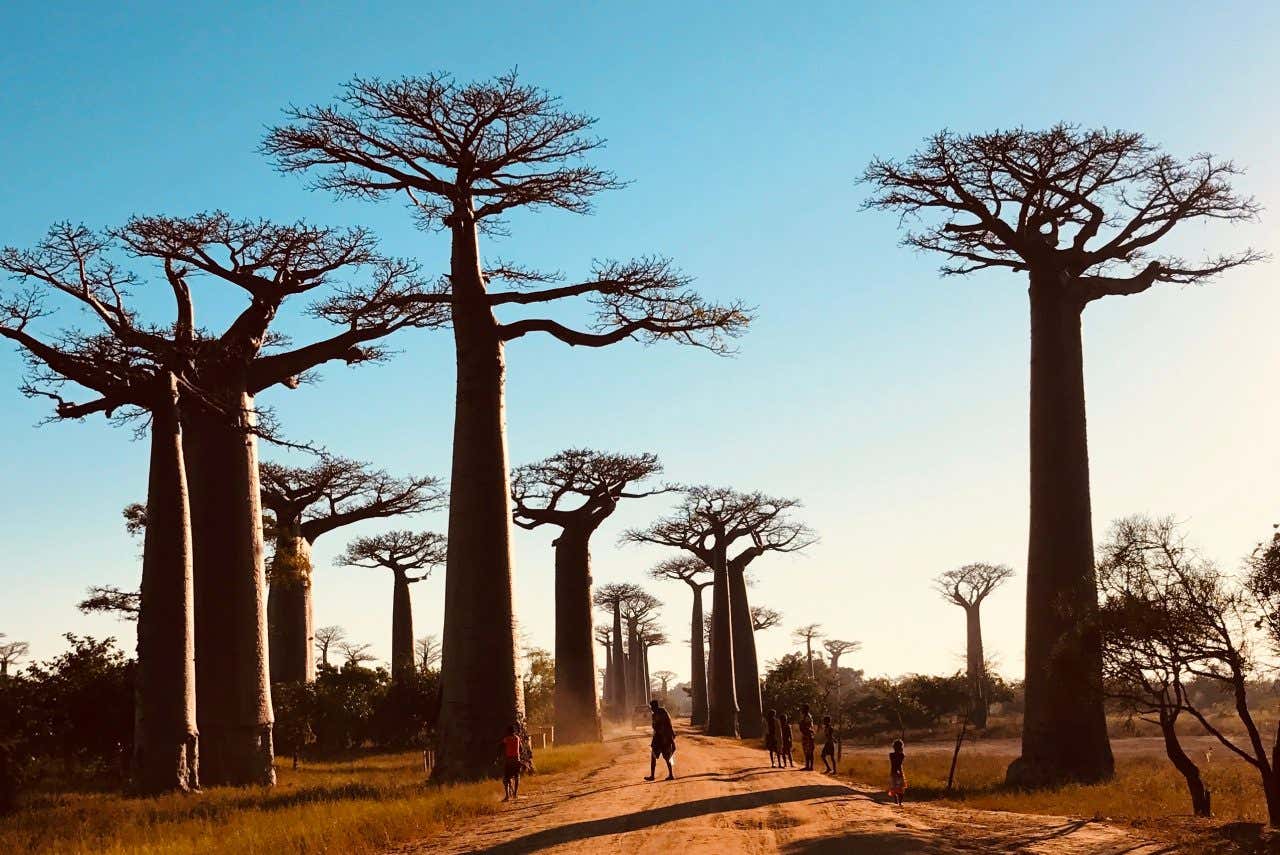 Avenue of the Baobabs in Madagascar, featuring several towering baobab trees along a dirt road with people walking.