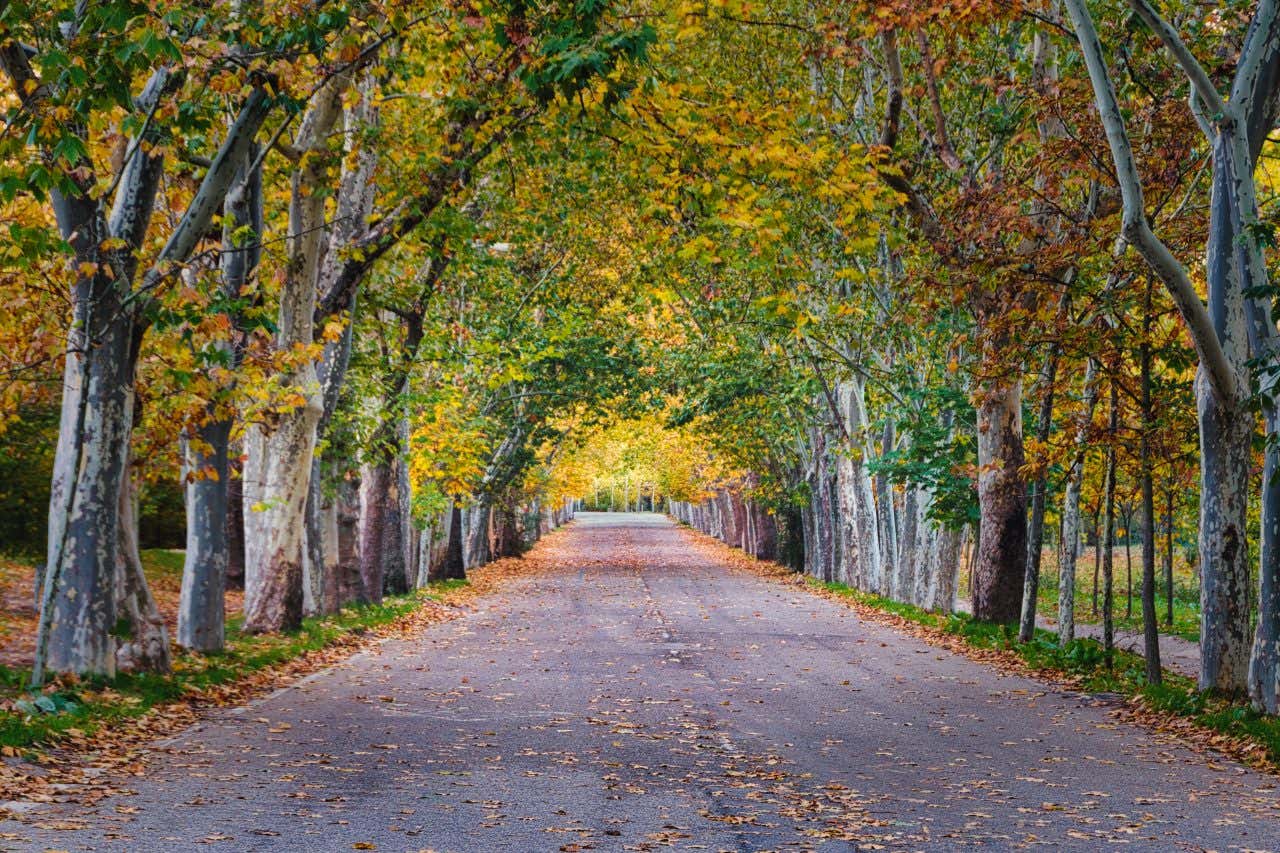 Une allée de la Casa de Campo, parc à Madrid, bordée d'arbres aux feuilles vert et jaune