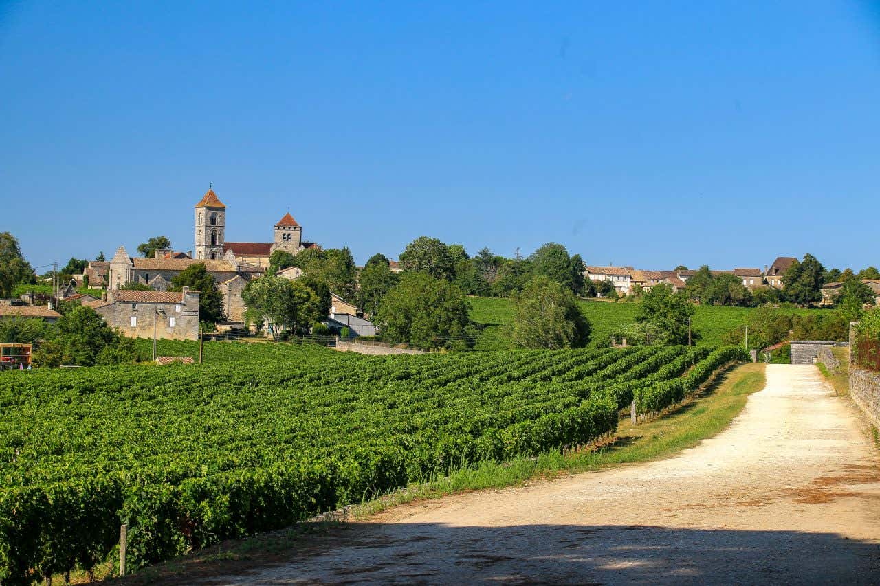 Vignoble d'un village de la région bordelaise sous un ciel bleu, avec une église en arrière-plan