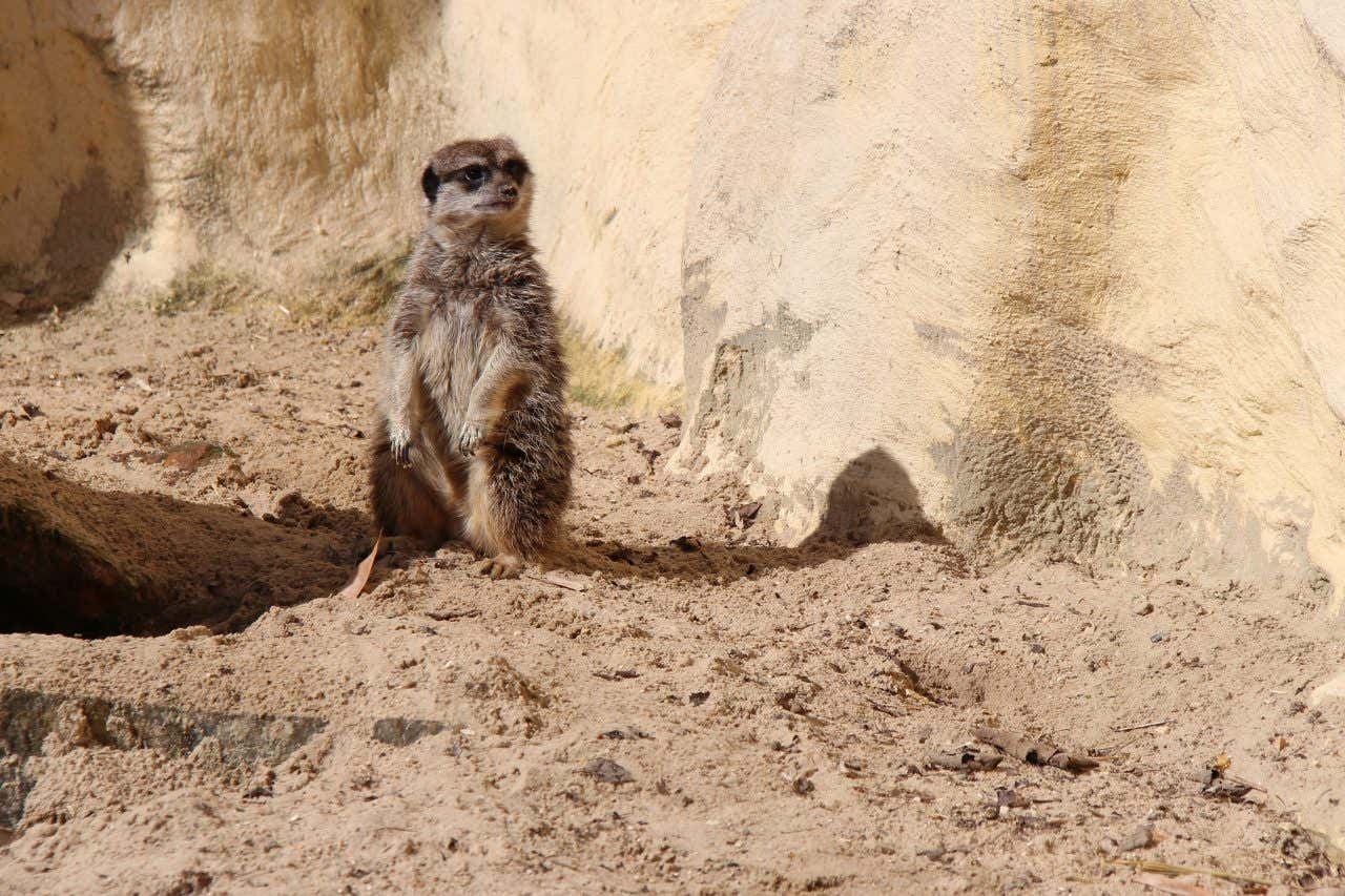 Suricate du zoo de Lille