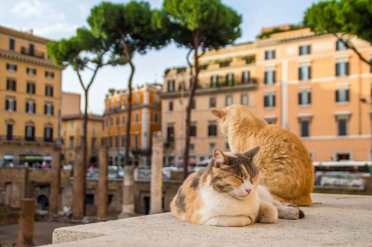 Due gatti sonnecchiano sdraiati su un muretto affacciato sugli scavi di Torre Argentina, con resti di colonne romane a un paio di metri di profondità rispetto al manto stradale trafficato