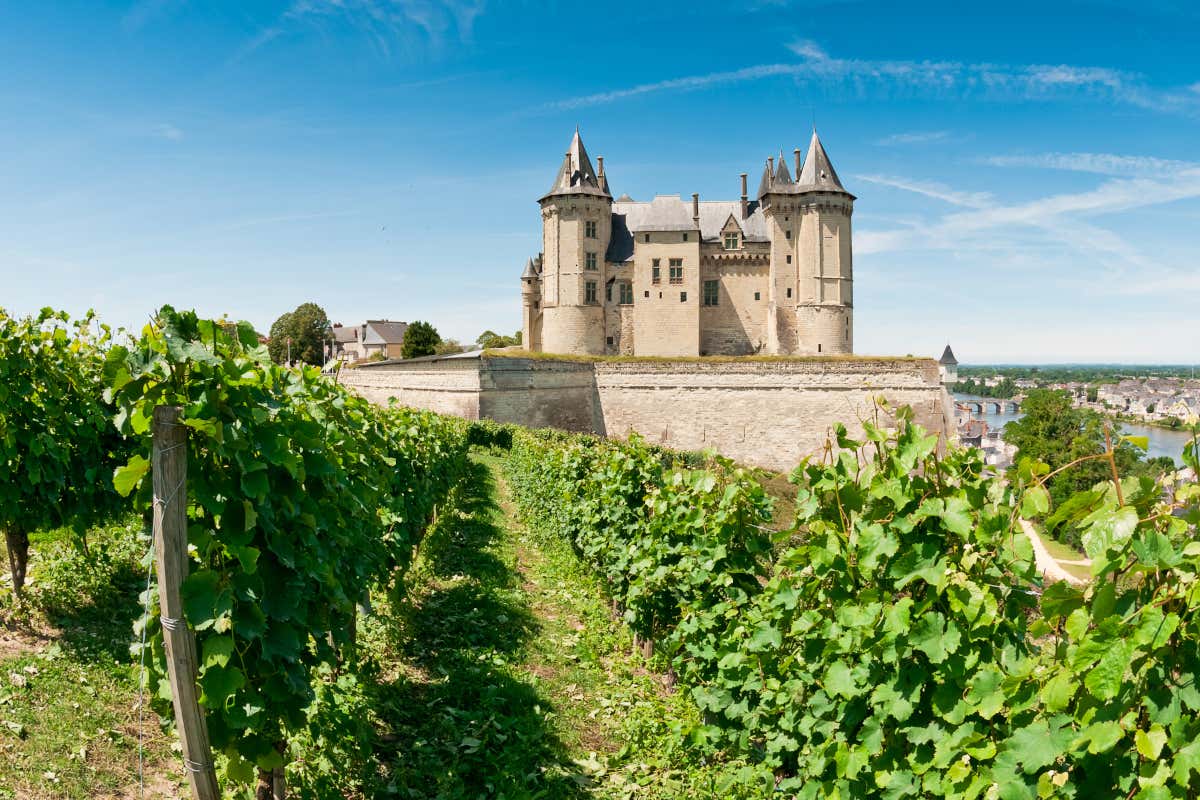 Viñedos situados a los pies de un castillo