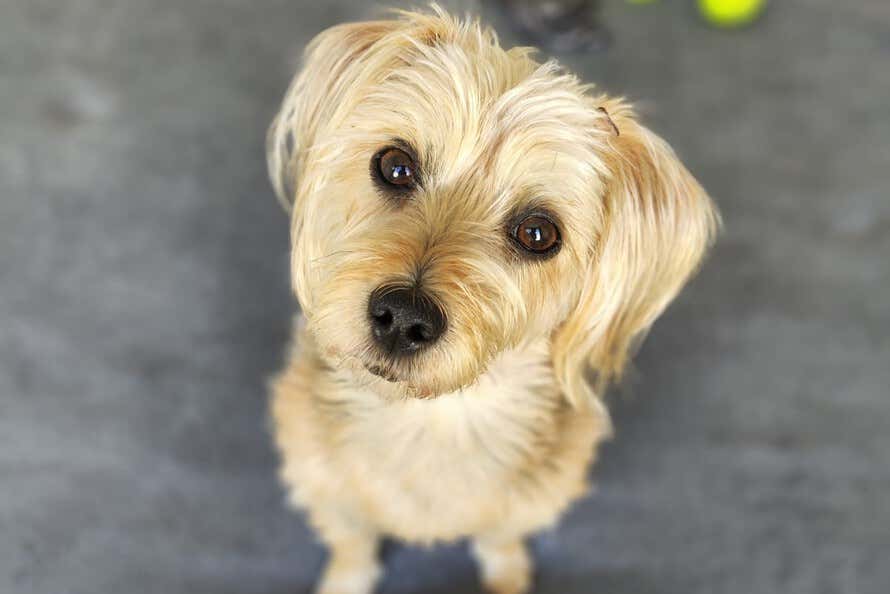 Primeiro plano de uma cachorrinha