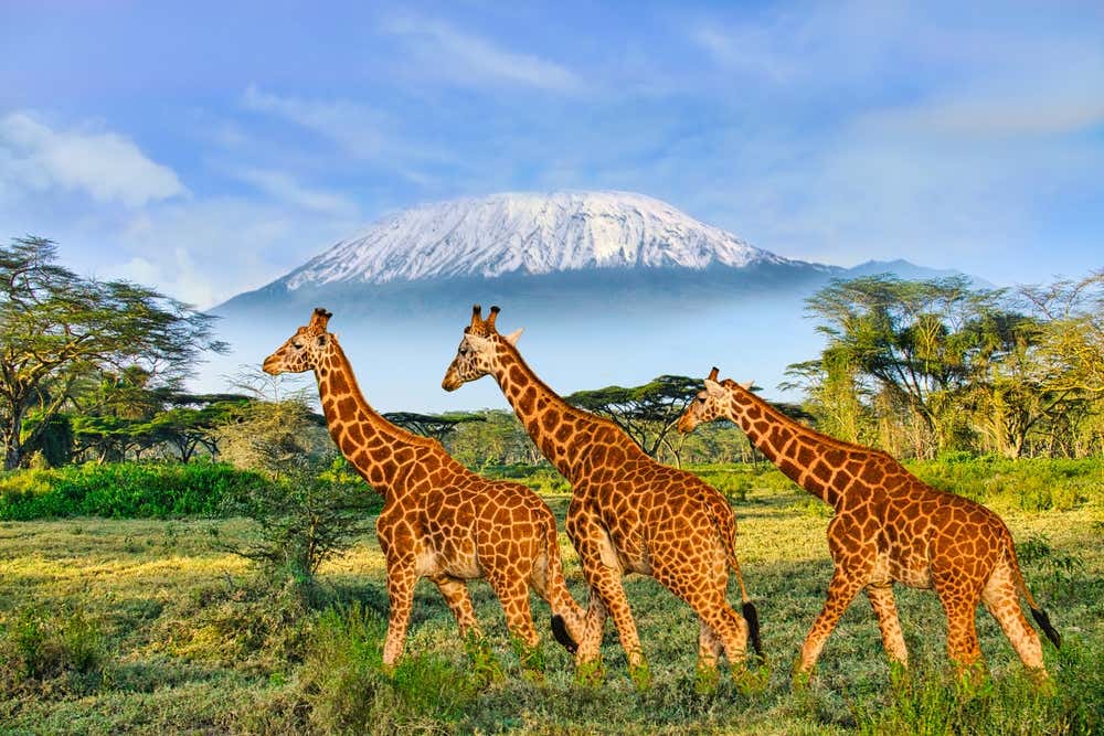 Tre giraffe camminano vicine nella vegetazione verde del parco del Serengeti con il monte Kilimangiaro innevato sullo sfondo