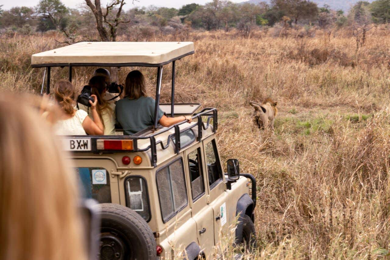 Un jeep in mezzo alla savana della Tanzania con turisti sul tettuccio che scattano foto a un leone che cammina dando le spalle all'auto