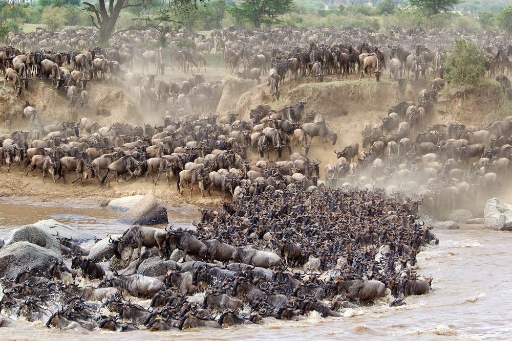 Gnu che attraversano il fiume Mara durante la Grande Migrazione in Tanzania, con migliaia di animali ammassati sulle rive e nell'acqua, circondati dalla savana africana
