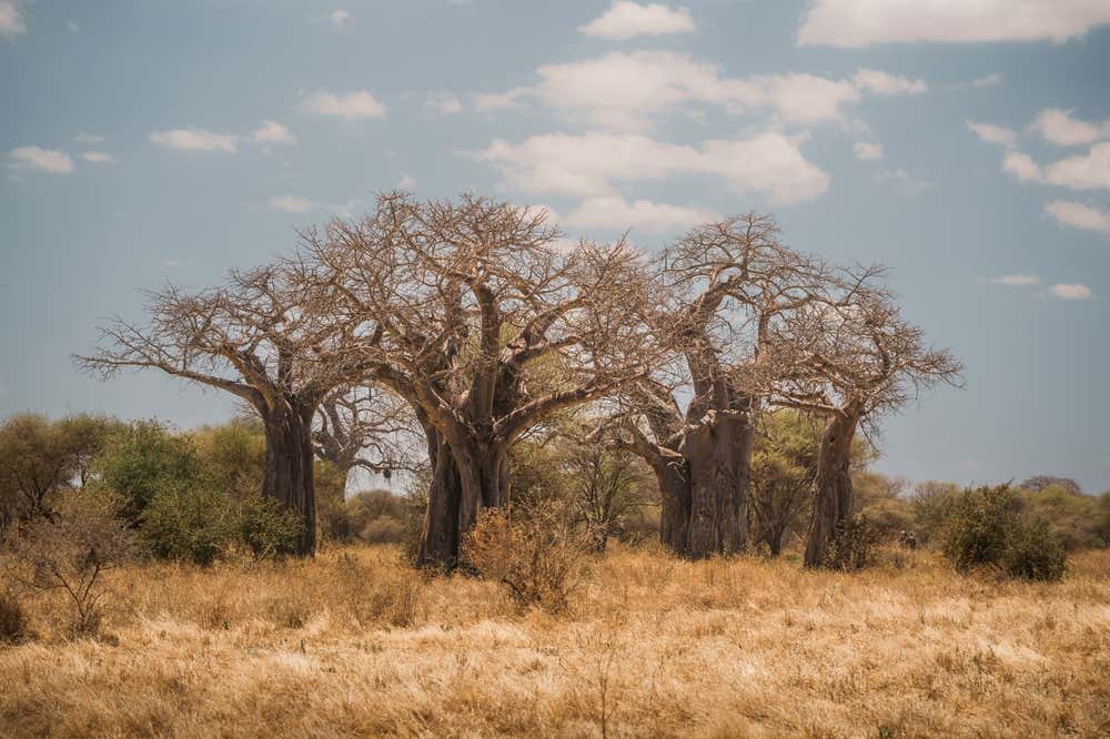 Un gruppo di Baobad millenari in mezzo alla savana della Tanzania, nel Tarangire Park