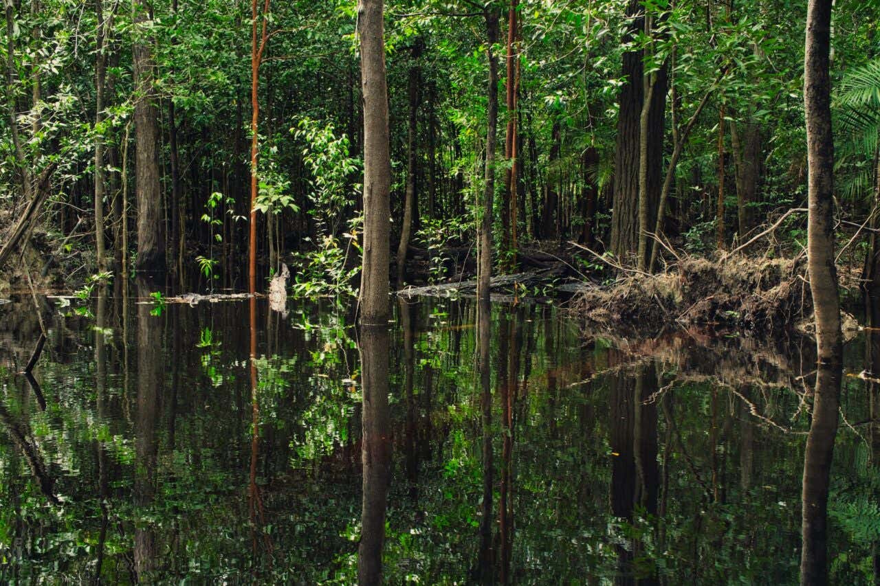 Paisagem virgem natural com árvores refletindo nas águas
