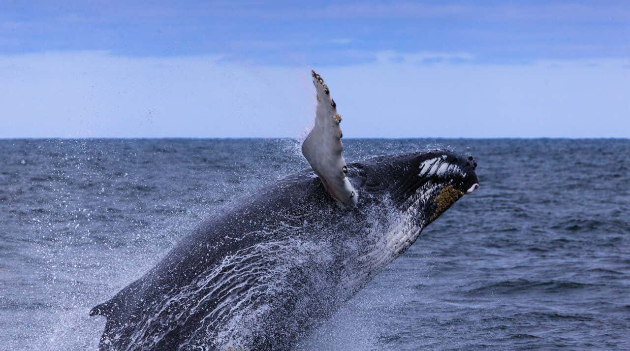 A close-up, dynamic shot of a large, dark humpback whale breaching out of the deep blue ocean, with its head and one pectoral fin visible, surrounded by dramatic white spray and sea foam.