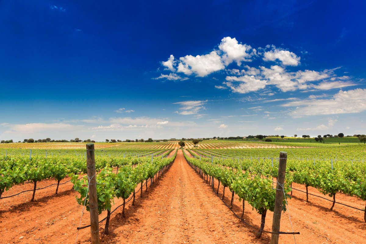 Paisaje de viñedos en un día despejado